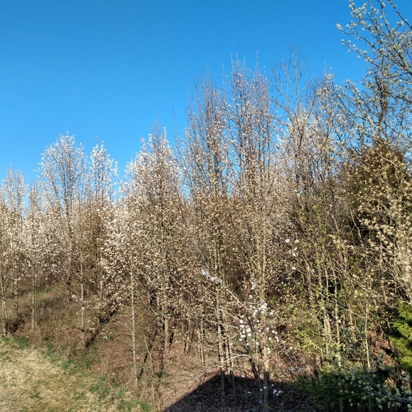 Meet your Posher, Tess - Picture 7 of 12